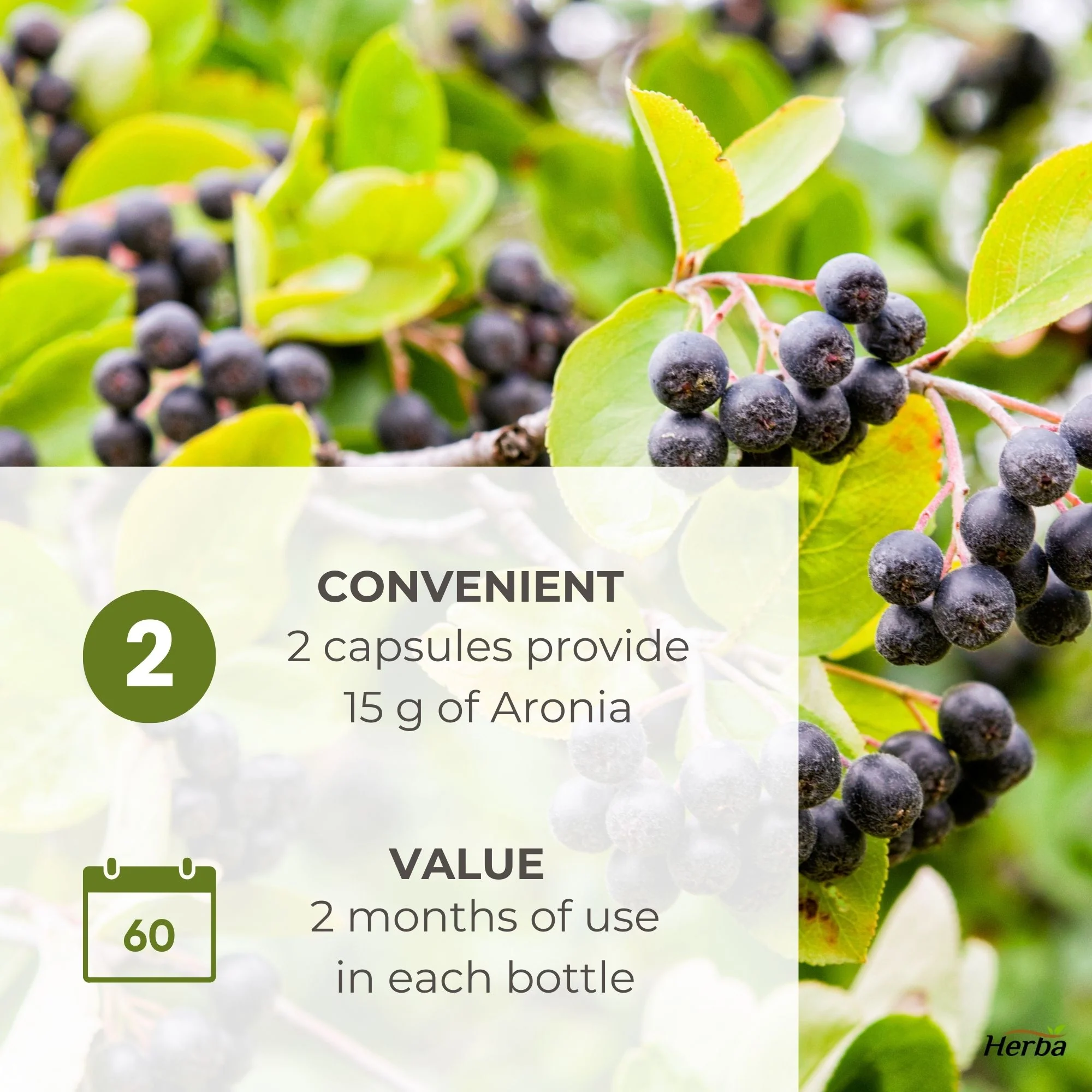 Aronia Berry Extract 250mg – 120 Capsules | 7500mg Fruit Equivalent | 30:1 Aronia Extract Supplement - Image 6