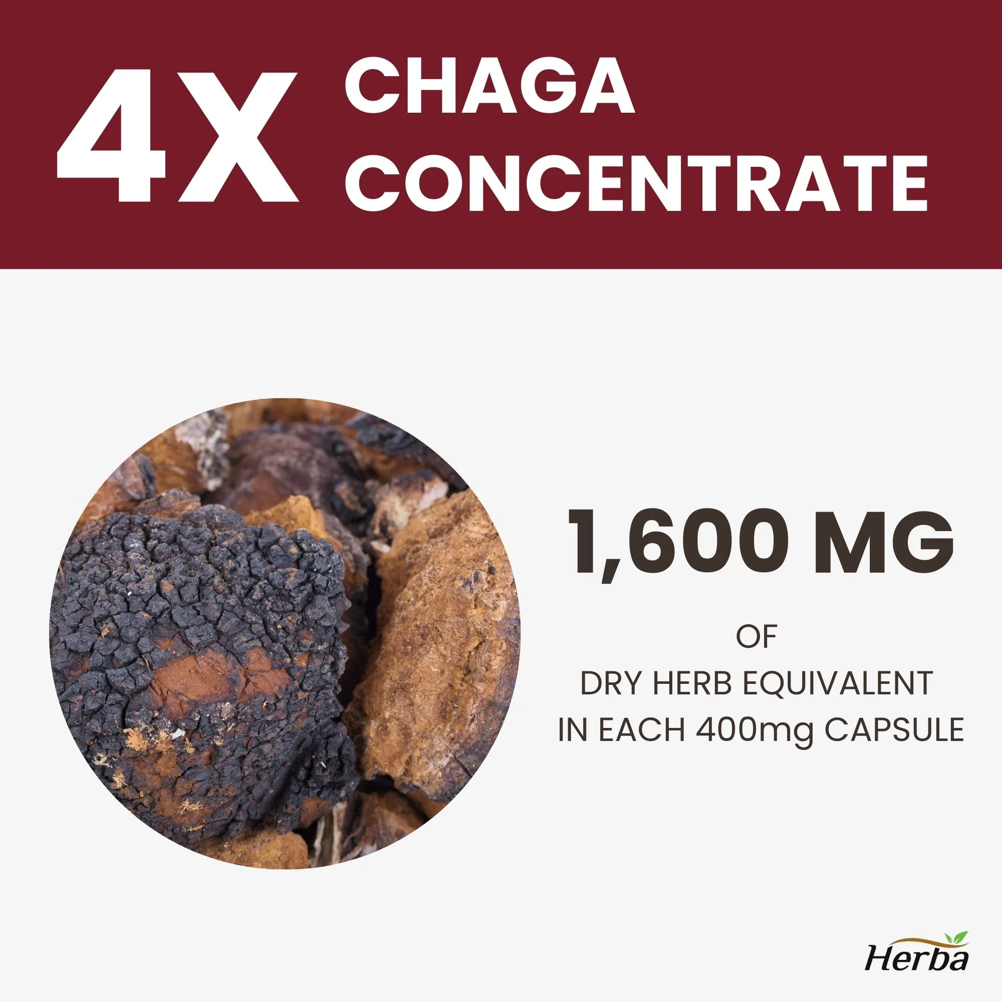 Chaga Mushroom Capsules 400mg - 120 Vegetable Capsules | 4:1 High Concentrate - Image 5