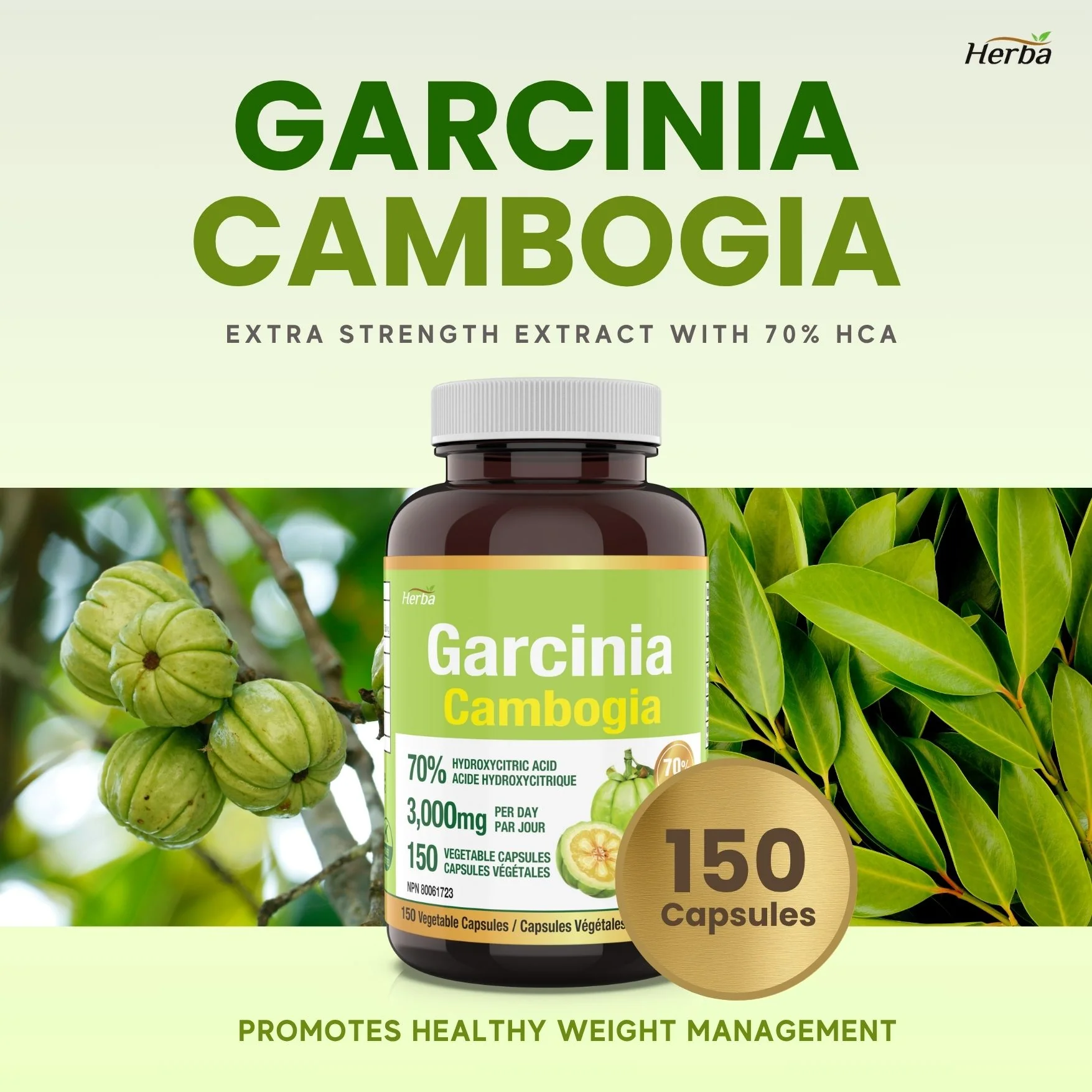 Garcinia Cambogia Extract – 70% HCA  | 150 Vegetable Capsules - Image 3