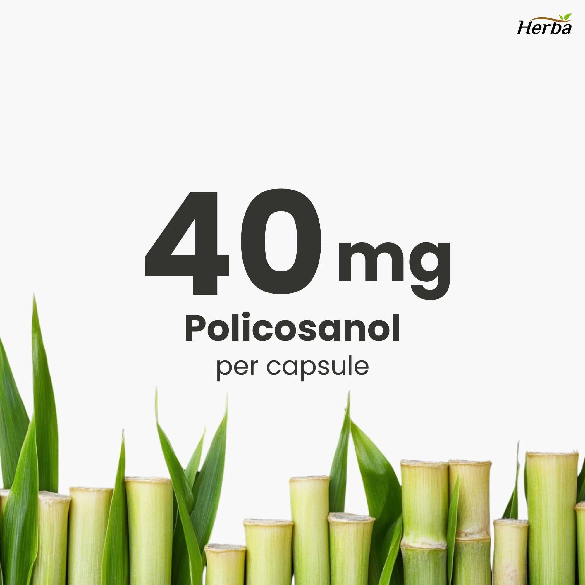 Policosanol 40mg with Fenugreek and Plant Sterol Esters - 120 Vegetable Capsules - Image 6