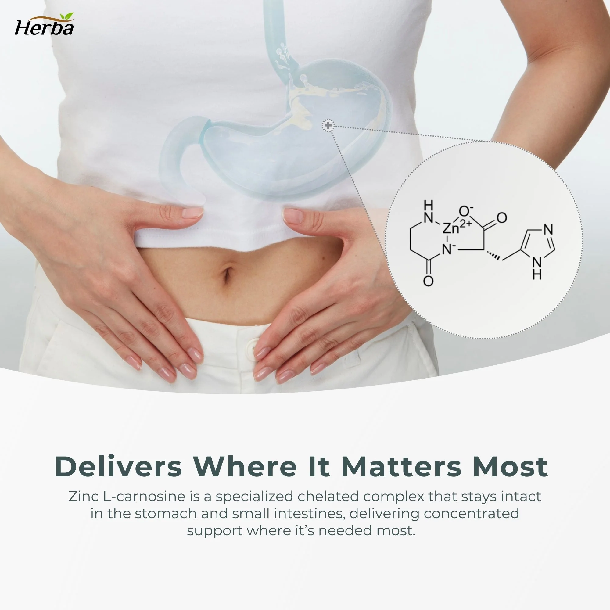 Zinc Carnosine Supplement – 90 Capsules | 150mg Per Serving (75mg Per Capsules) | Made in Canada - Image 4